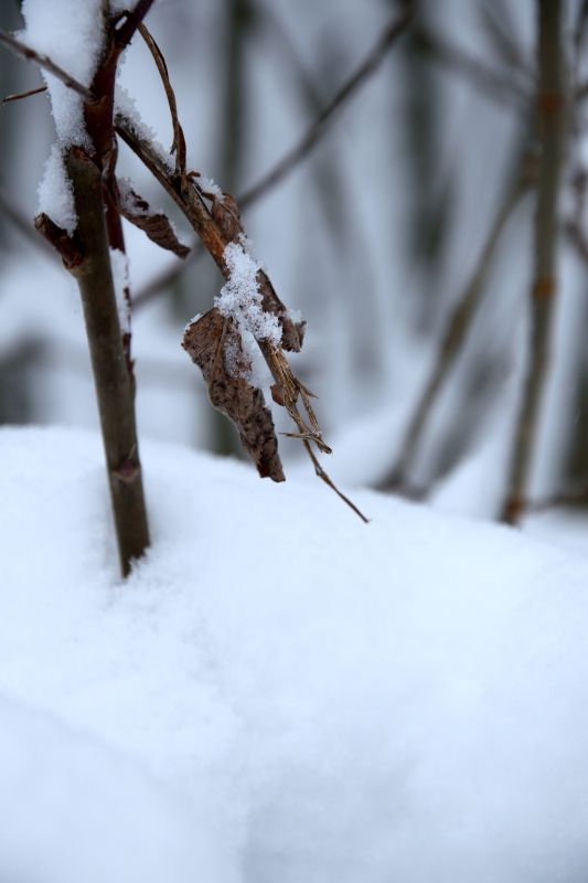 ... like footsteps in the [soft] snow