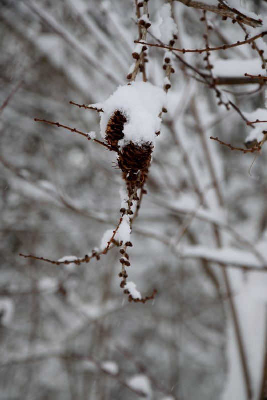 ... like footsteps in the [soft] snow