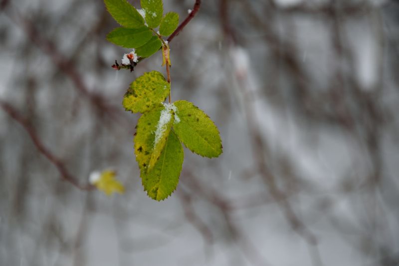 ... like footsteps in the [soft] snow