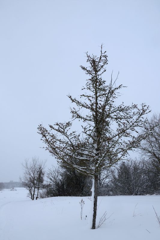 ... like footsteps in the [soft] snow