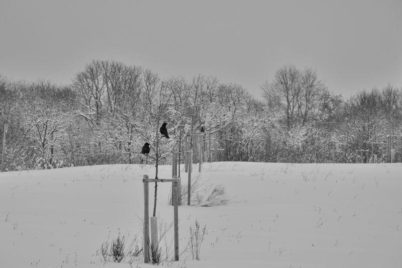 ... like footsteps in the [soft] snow