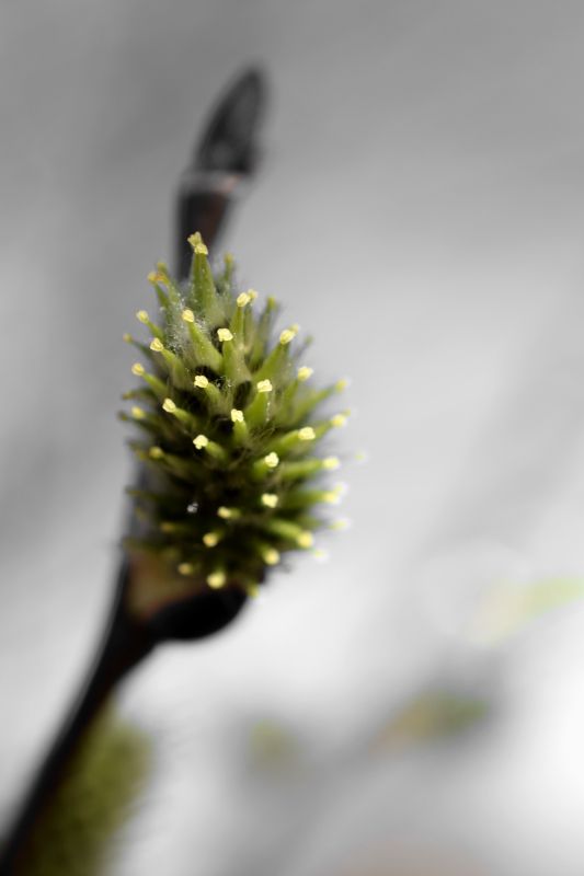 It's a Catkin World out there