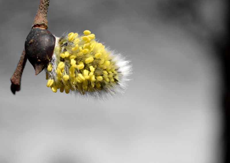 It's a Catkin World out there