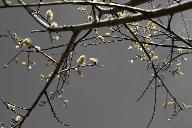 It's a Catkin World out there