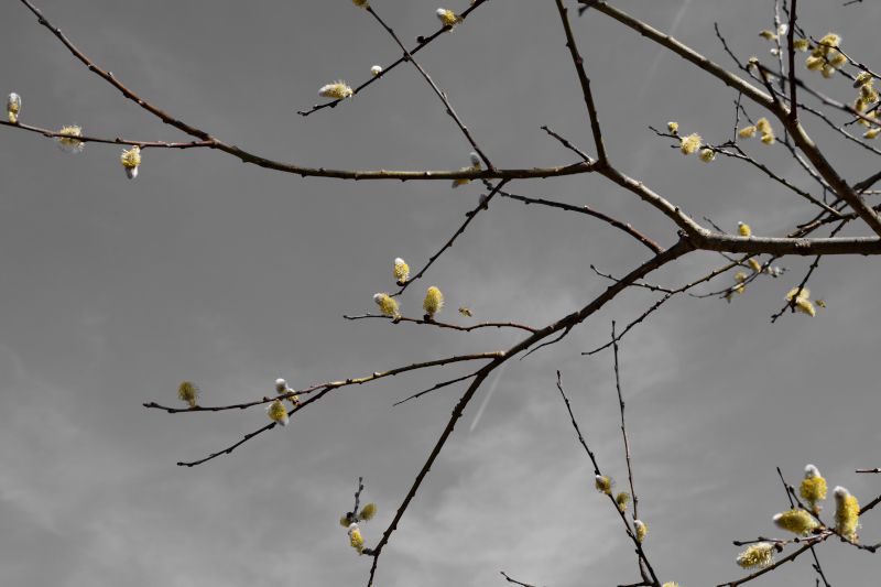 It's a Catkin World out there