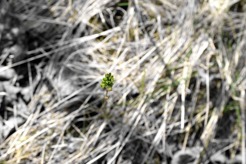 It's a Catkin World out there