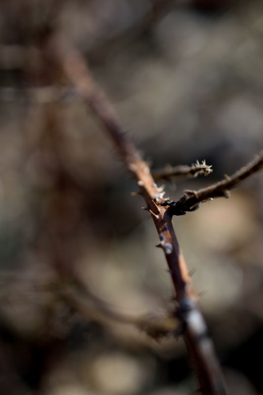 It's a Catkin World out there