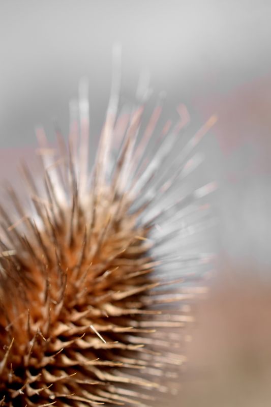 It's a Catkin World out there