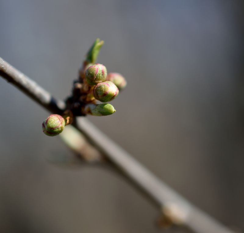 It's a Catkin World out there