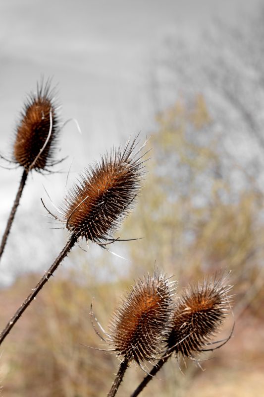 It's a Catkin World out there