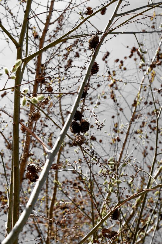 It's a Catkin World out there