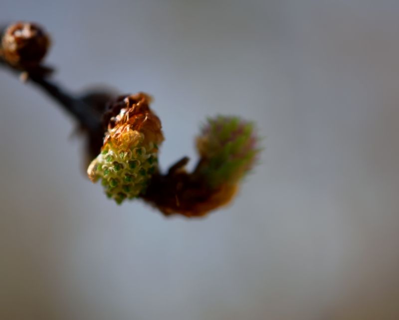 It's a Catkin World out there