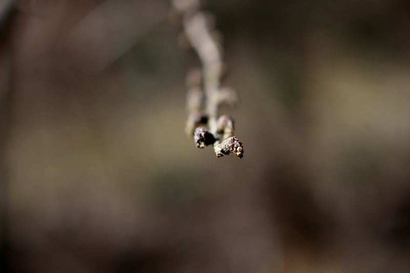 It's a Catkin World out there