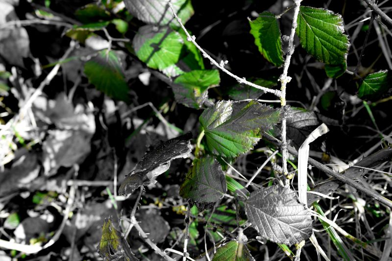 It's a Catkin World out there
