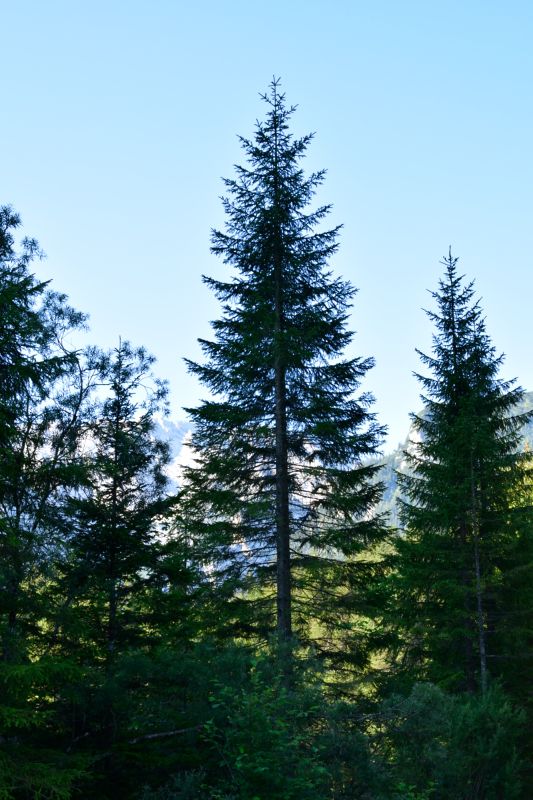 Between the Forest and the Gorge
