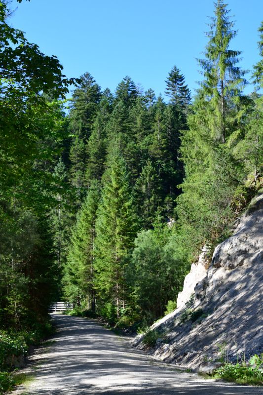 Between the Forest and the Gorge