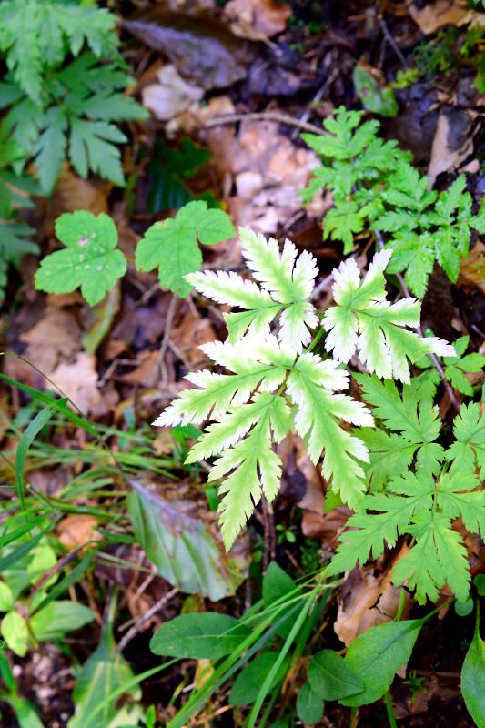 Between the Forest and the Gorge