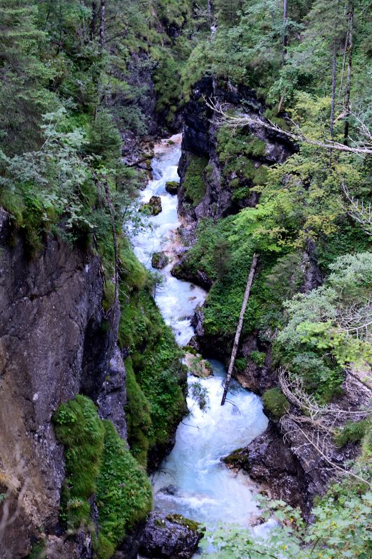 Between the Forest and the Gorge