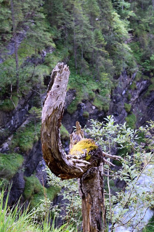 Between the Forest and the Gorge