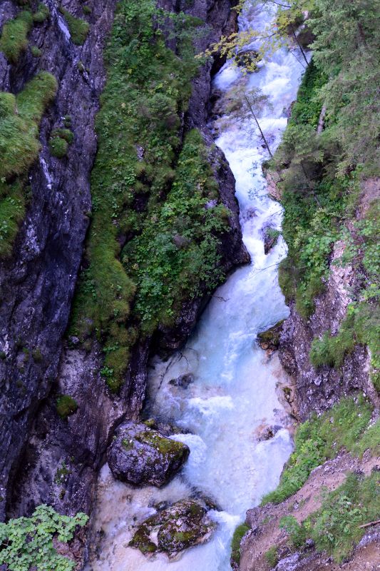 Between the Forest and the Gorge