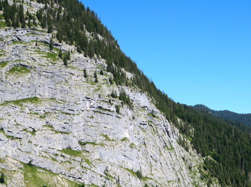 Between the Forest and the Gorge