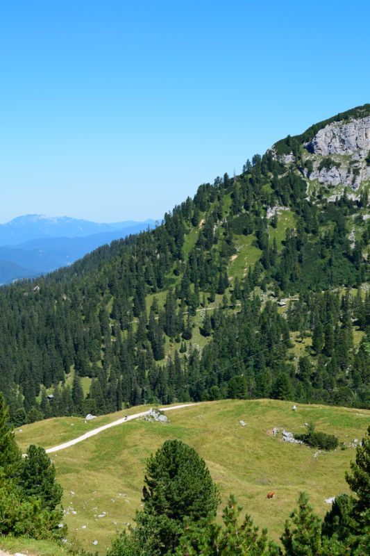 Between the Forest and the Gorge