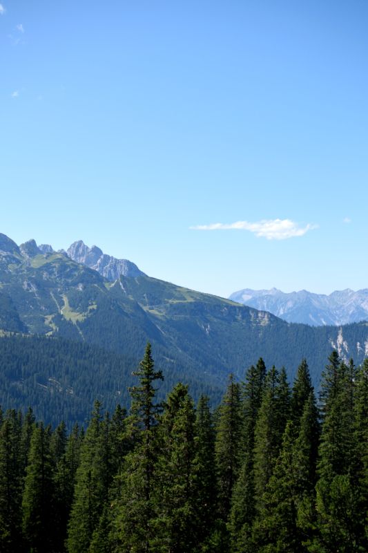 Between the Forest and the Gorge