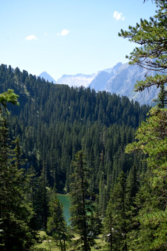 Between the Forest and the Gorge