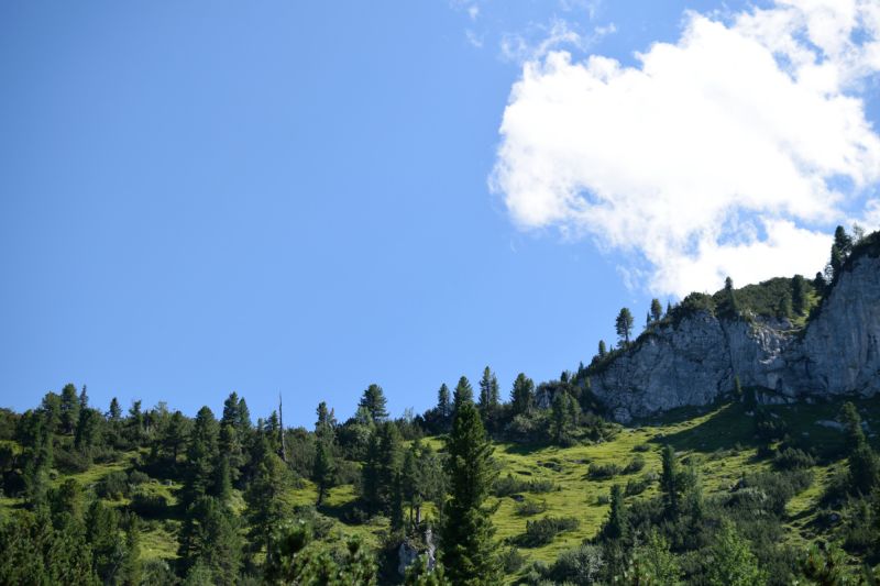 Between the Forest and the Gorge