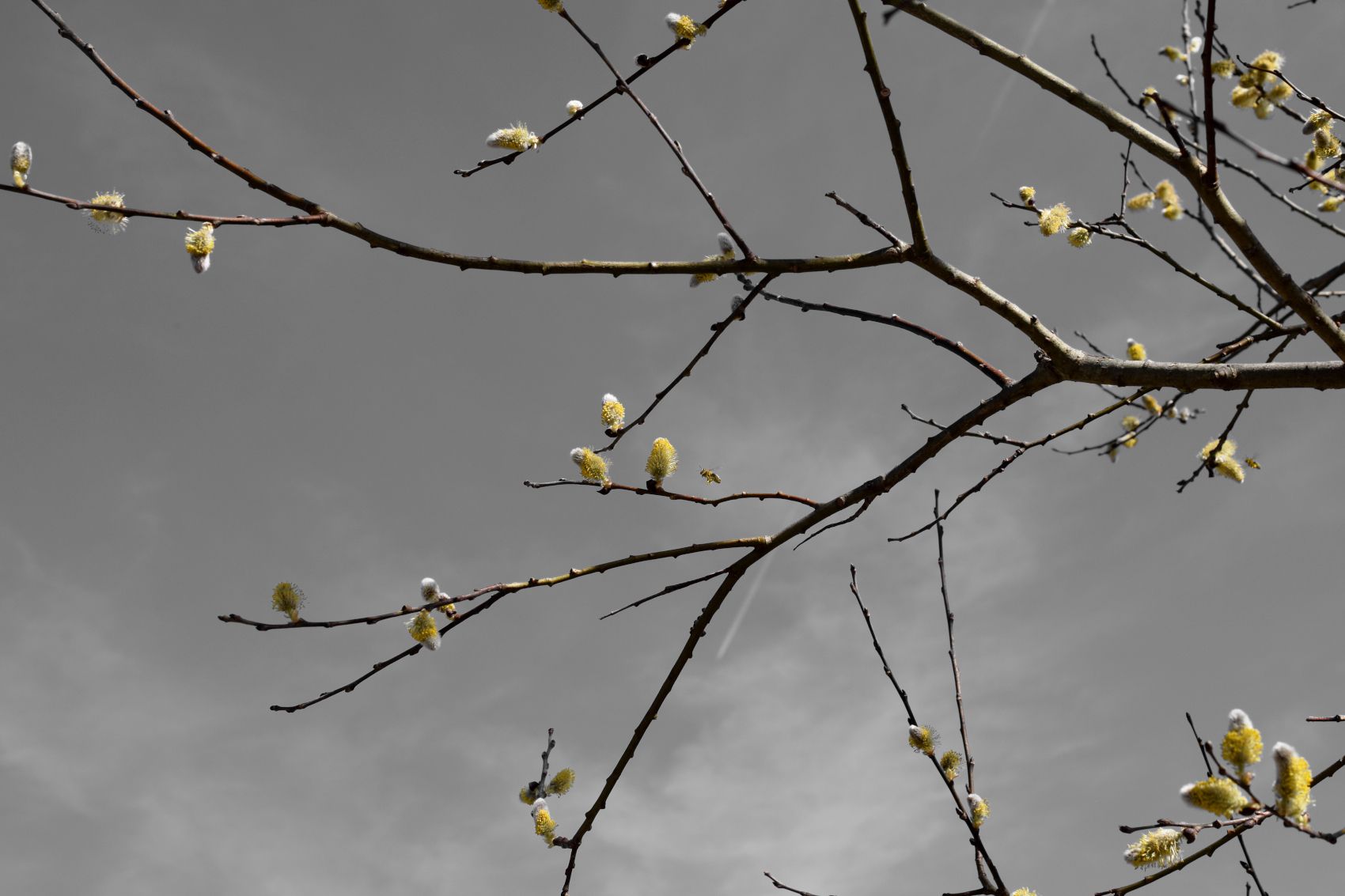 It's a Catkin World out there